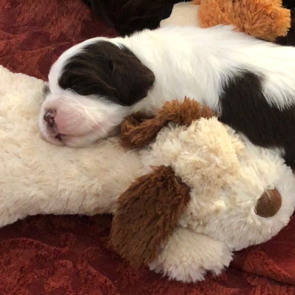 Meet your Posher, Patty